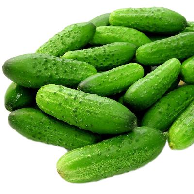 Dưa chuột Toàn Hương – Đặc sản sạch từ núi rừng Mường Mươn, Điện Biên